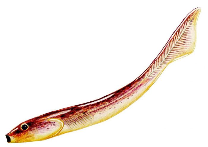 This creature is named Palaeospondylus gunni.