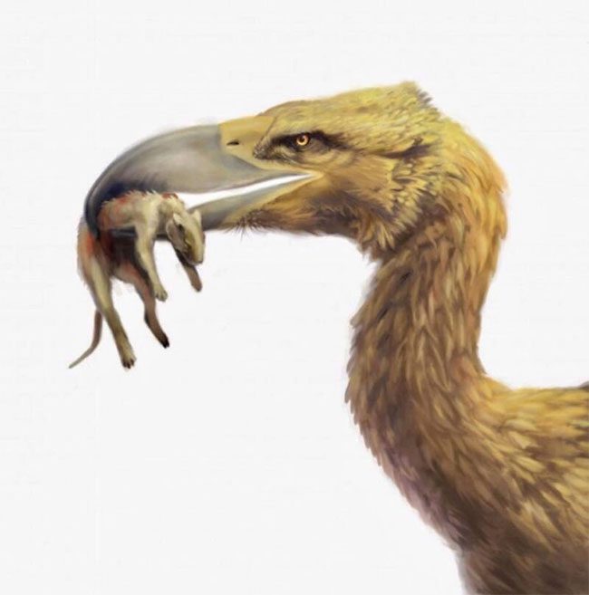 Bones of this bird were found in the Santa Cruz Formation in Patagonia.
