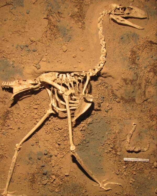 Skeleton of the Phorusrhacids terror bird.