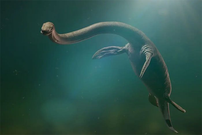 Reconstruction of Plesiosaurs with an endless long neck