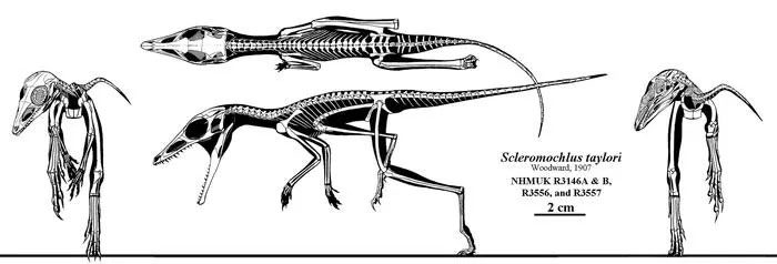 Scientists have long debated where pterosaurs fit on the evolutionary tree.