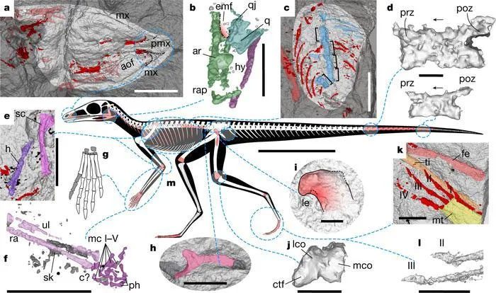 Very few pterosaurs lived near fossilization-prone areas.