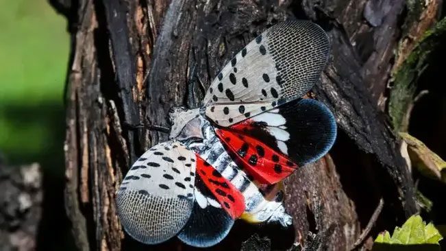 Spotted Lanternfly