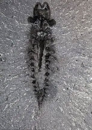 Fossil specimen of the strange creature.