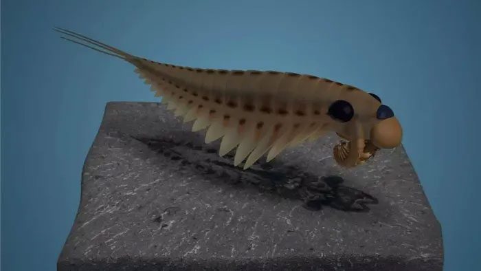 Fossil of a predatory creature over half a billion years old with a well-preserved brain.