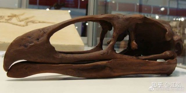 Skull of Teratornis.