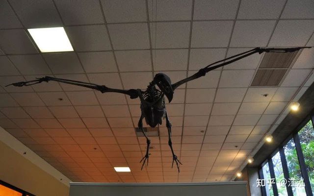 Teratornis fossil found in La Brea Tar Pits.