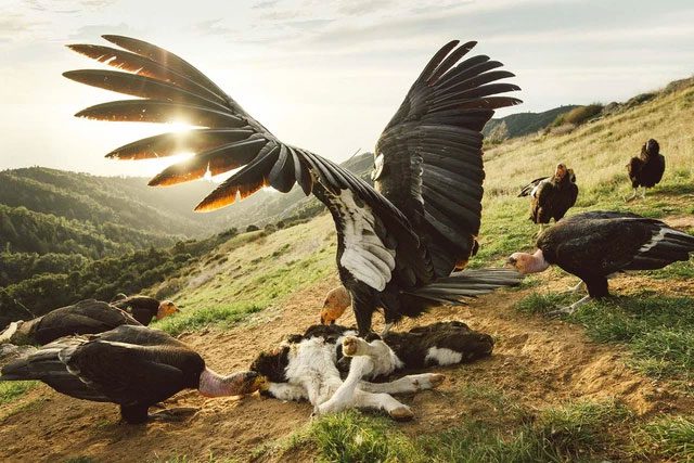 California condor, a bird of the vulture family.
