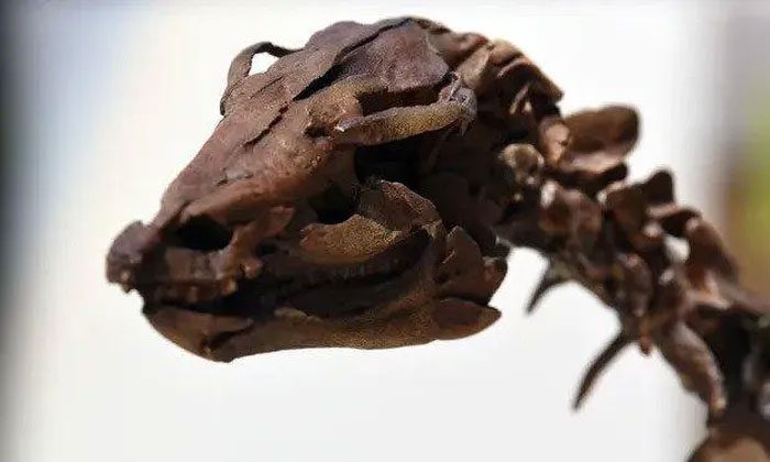 A reconstructed skeleton of the Thescelosaurus dinosaur.