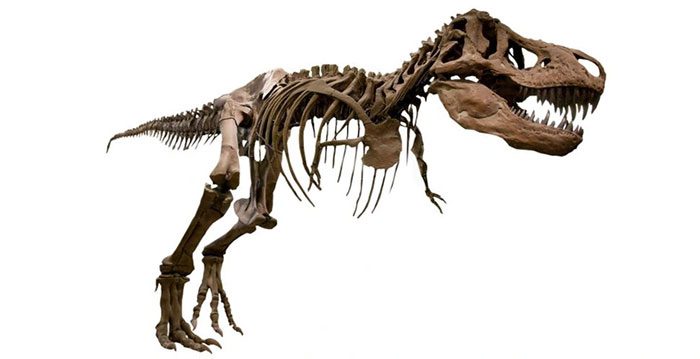 Tyrannosaurus rex with very short and weak forelimbs compared to the rest of its body.