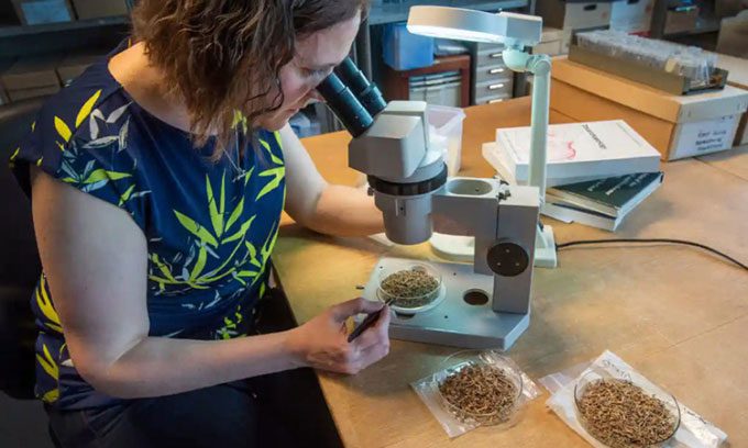 Animal archaeologist Vicki Ewens analyzes the frog bones found at Bar Hill.