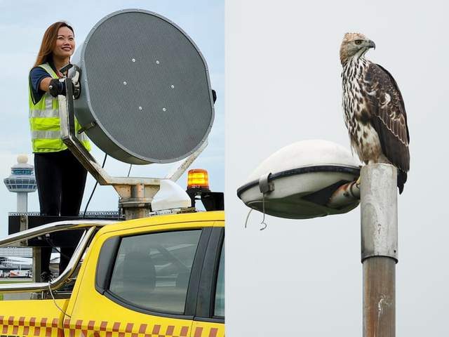 Ms. Yap Xinli plays a crucial role in removing animals that threaten airport safety.