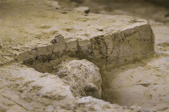 A section of the one-million-year-old fossilized skull has been removed from the rock.