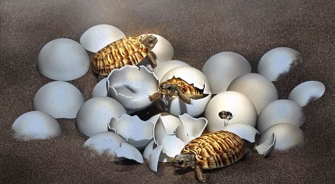 Graphic depiction of the monster turtle at hatching