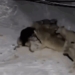 a bulldog was chained and fought 6 stray dogs at night with an unexpected ending 118120