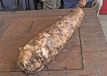 a giant sweet potato harvested on the big island of hawaii sets guinness world record 119229