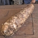 a giant sweet potato harvested on the big island of hawaii sets guinness world record 119229