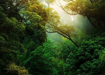 a half of the amazon rainforest is at risk of becoming savanna 119248