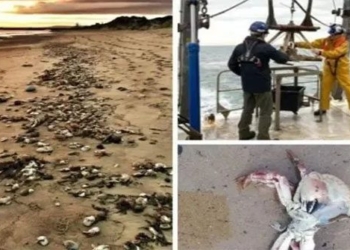 a large number of shrimps crabs and dead crabs washed ashore at a beach in england 118697