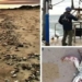 a large number of shrimps crabs and dead crabs washed ashore at a beach in england 118697
