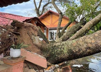 a lot of green trees fell after storm 122595