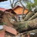 a lot of green trees fell after storm 122595