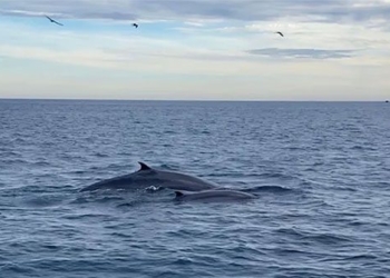add whales with about 7 appearing off the coast of gia binh dinh 122152
