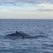 add whales with about 7 appearing off the coast of gia binh dinh 122152