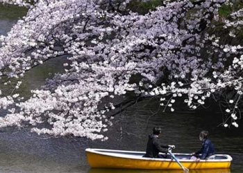 admire cherry blossoms blooming around the world 119689