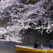 admire cherry blossoms blooming around the world 119689