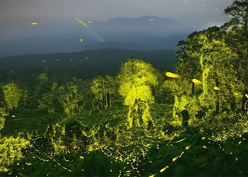 admire tens of thousands of fireflies lighting up a forest 120595