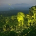 admire tens of thousands of fireflies lighting up a forest 120595