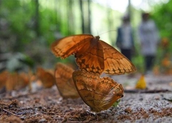 admire the largest butterfly paradise in the world at van nam china 121231