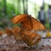 admire the largest butterfly paradise in the world at van nam china 121231