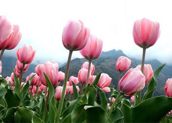 admire the largest tulip garden in asia breathtaking 119632