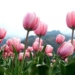admire the largest tulip garden in asia breathtaking 119632