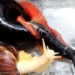 admire the non giant water snail species found in malaysia 121305