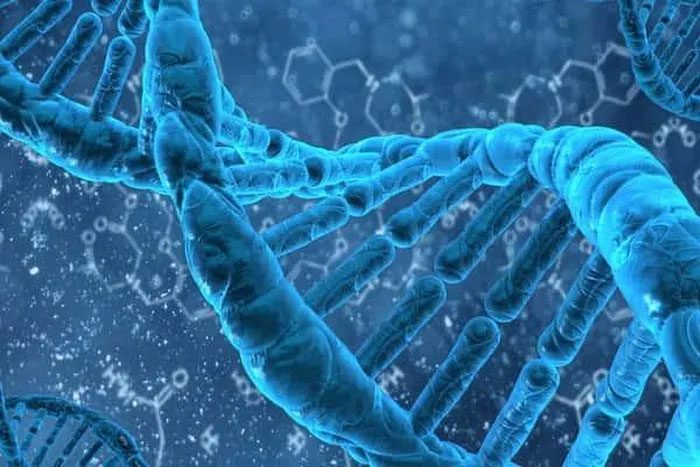 DNA functions to store, preserve, and transmit genetic information across generations.