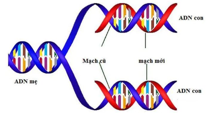 After synthesizing DNA, one mother cell divides into two identical daughter cells.