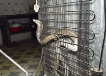 after being caught snake worm attacks people 122288