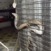 after being caught snake worm attacks people 122288