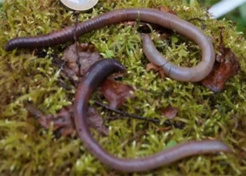 after the great extinction this is the most powerful resilient species 121793