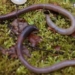 after the great extinction this is the most powerful resilient species 121793