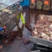 alaska snow crab disappearing mystery 122501