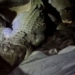 alligator attack in anti luc area at midnight backpackers fell into dangerous situation 119331