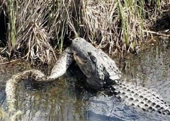 alligator thrown body on channel 122122