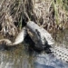 alligator thrown body on channel 122122