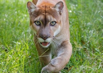 amazing facts about the puma species 123442