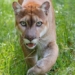 amazing facts about the puma species 123442