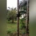amazing stunt performance at coconut tree climbing festival 118126